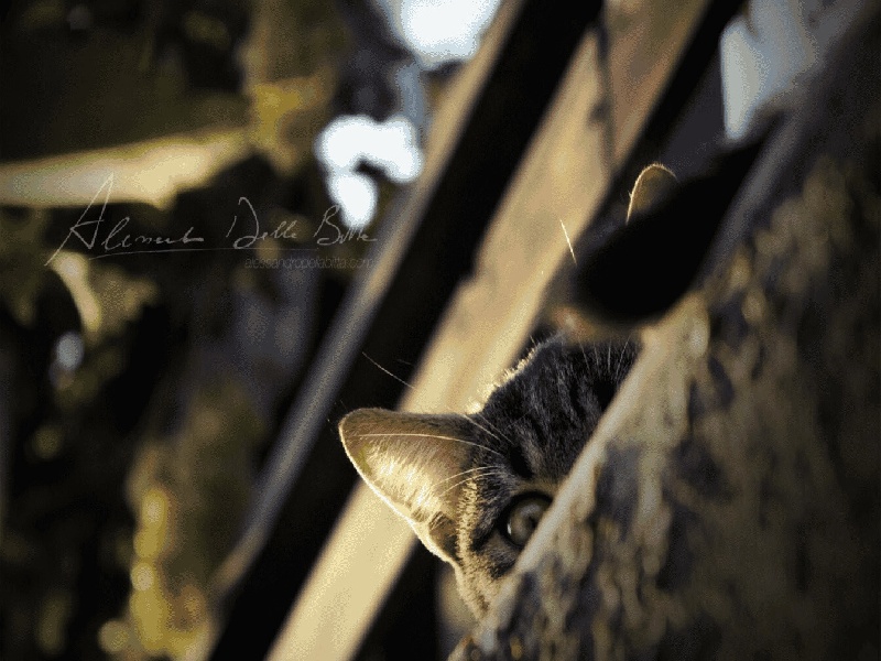 试管刷黑白色（试管 促排 失眠）